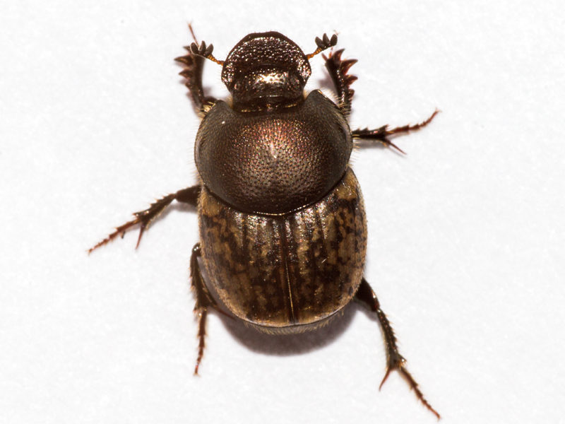 Onthophagus similis